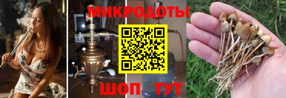Галлюциногенные грибы MAGIC MUSHROOMS  где продают наркотики  Георгиевск  Вход с VPN 